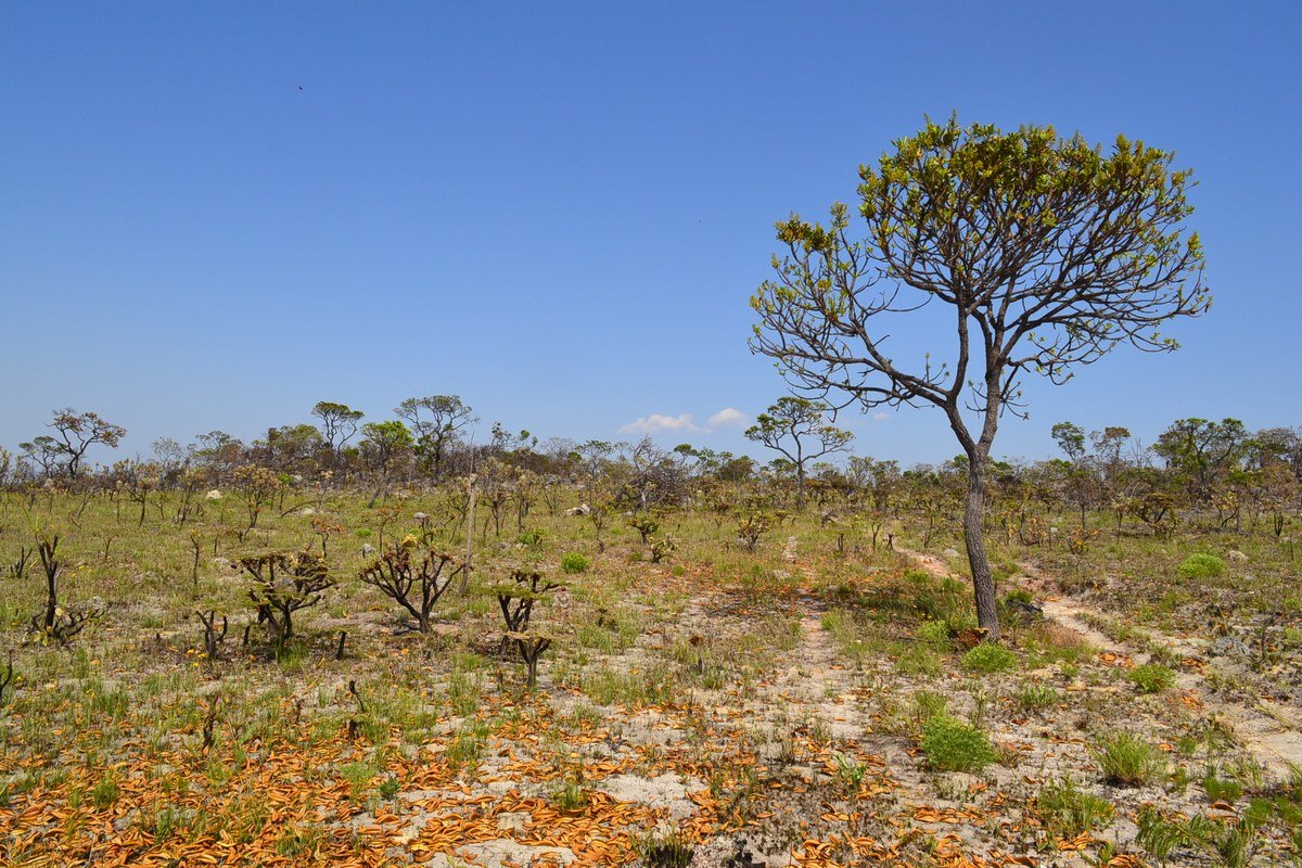 Sertão Zen: Trekking de Altitude, Campos Floridos e Nascentes em Alto Paraíso